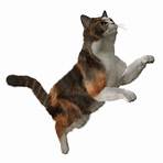 free cat png images3