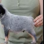 blue heelers for sale3