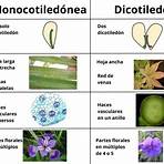 qué son las plantas dicotiledóneas2