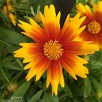 What does Zagreb Coreopsis look like?2