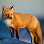 foxes characteristics3