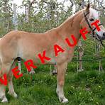 haflinger kaufen2