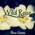 Wild Rose1
