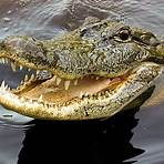 krokodil bilder5