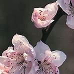 When did peach blossoms open?1