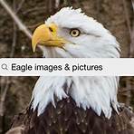 Eagle Pictures2