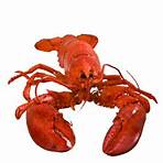 gentlemen lobsters near me for sale4