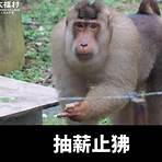 六福村為何不承認狒狒?4