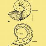 como se originaron los ammonites3