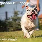 Bulldog4