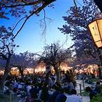 祇園的夜櫻是什麼樣的櫻花林?2