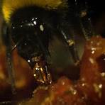 bumblebee bee1