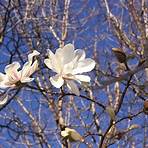 magnolia liliflora4