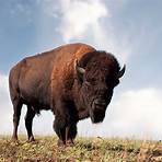 American Buffalo Pictures2