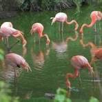 Flamingos Meet the Dubs The Flamingos3