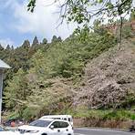 阿里山櫻花季行程3