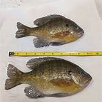 what fish live in lake monona county1