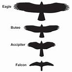 How do you identify a hawk?1