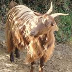 goat breeds list3