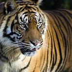 tiger animals2