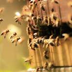 honey bee animal2