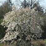 magnolia stellata royal star1