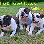 english bulldog wikipedia4