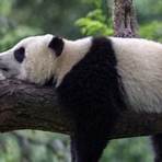 is a panda a bear or marsupial animal in the wild3