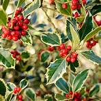 holly plant5