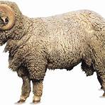 Sheep Arca4