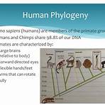 human evolution ppt2