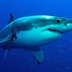 o tubarão é mamífero1