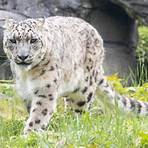 zoo neunkirchen schneeleoparden1
