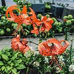 A Roof of Tiger Lilies2