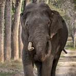 rajaji national park safari booking2
