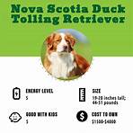 nova scotia duck tolling retriever3