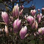 magnolia plagas y enfermedades3