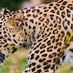 le léopard3
