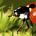Ladybird Ladybird4
