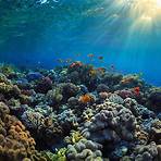 korallenriffe bilder4
