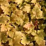 amber waves coral bells4