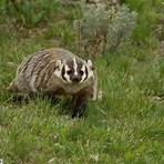 American Badger4