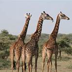interesting facts for kids about giraffes3