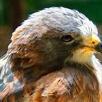How do you identify a hawk?4