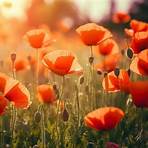 remembrance poems poppy flower arrangements5