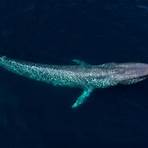 blue whale2