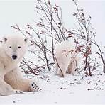 los osos polares son peligrosos3