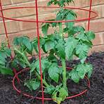 How do you stake roma tomato plants?1