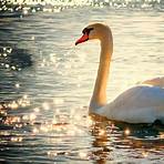 Swans1