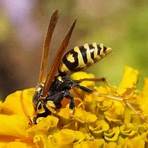 yellowjacket wasp species3